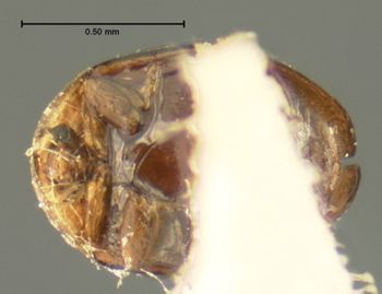 Media type: image;   Entomology 6669 Aspect: habitus ventral view
